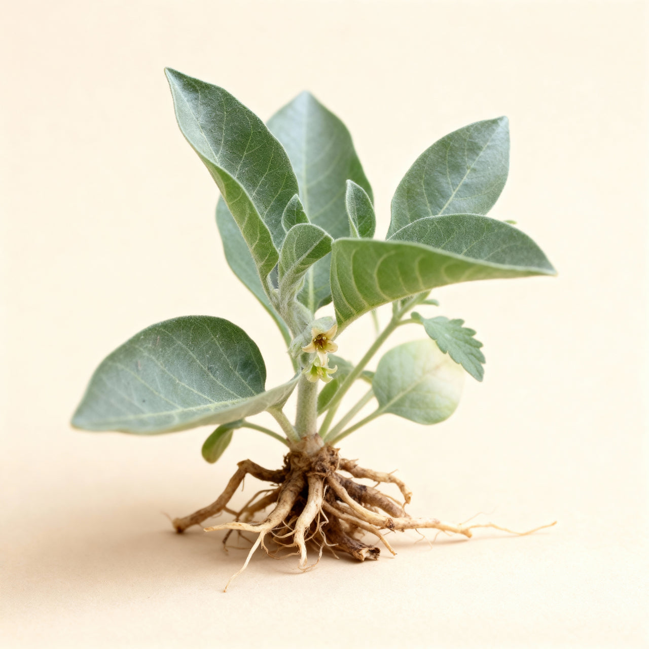 Young plant with roots on a beige background