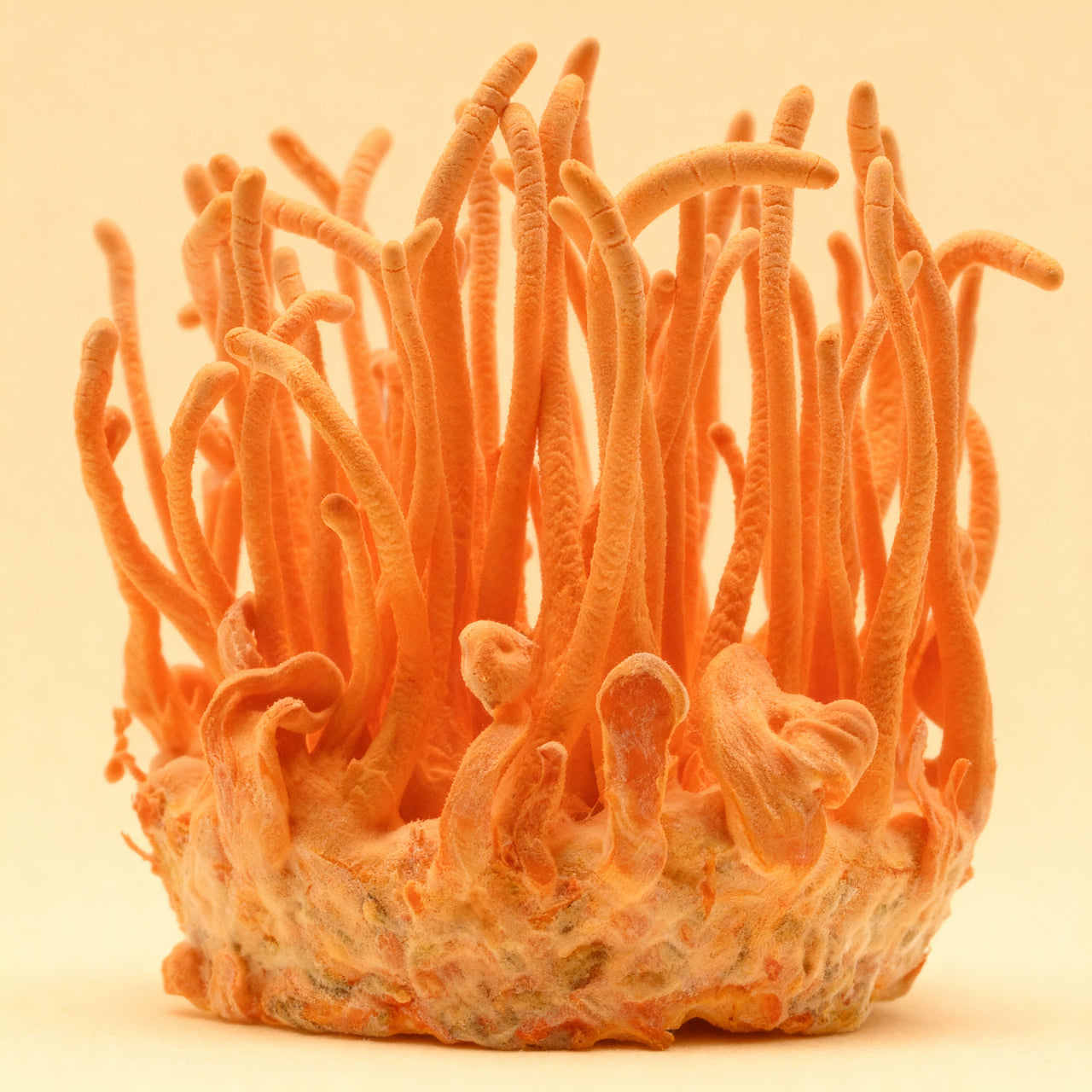 cordyceps cluster on a beige background