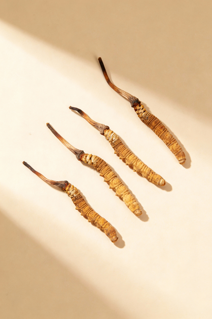 Dried cordyceps on a beige background