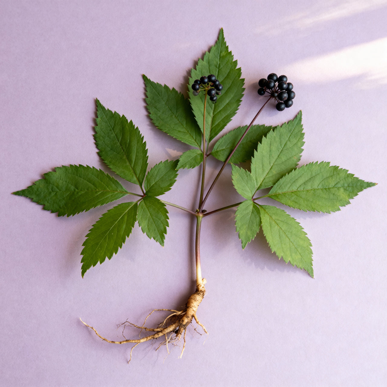 Eleuthero leaves and roots on a light purple background