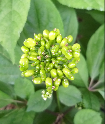 Close-up of green plant buds with leaves in the background