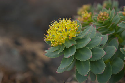 Golden root plant captured in a blurred natural background